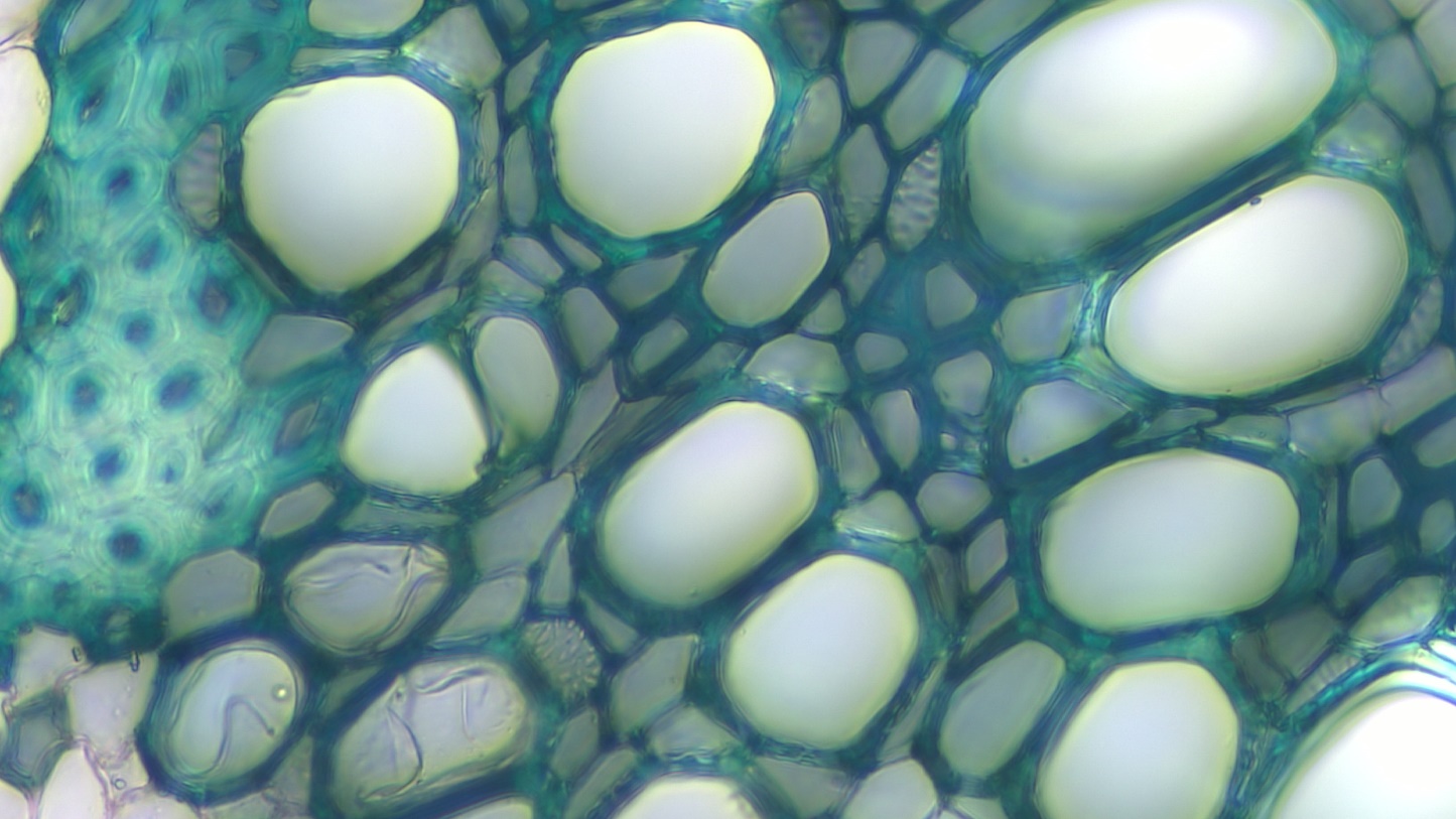 Analyse risques identification phytochimique plantes et recherche adultération