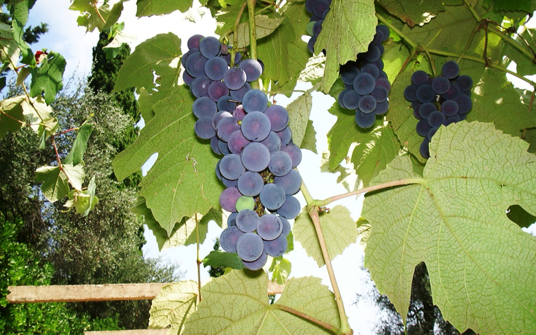 Grape seeds : how to detect adulterations by HPTLC