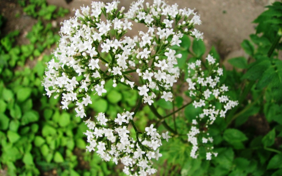 BotaniCERT dose de manière pertinente les valepotriates de la valeriane. En photo une fleur de valeriane mais c´est la racine qui est generalement utilissée. BotaniCERT use egalement la racine de valeriane pour des identifications de produits à base de palntes.