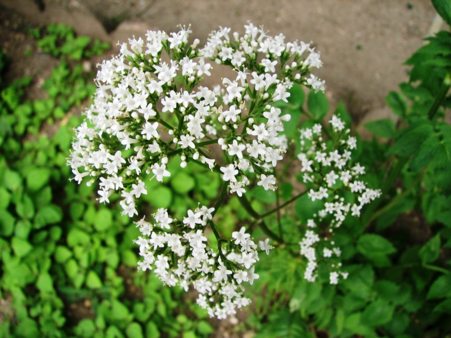 BotaniCERT dose de manière pertinente les valepotriates de la valeriane. En photo une fleur de valeriane mais c´est la racine qui est generalement utilissée. BotaniCERT use egalement la racine de valeriane pour des identifications de produits à base de palntes. 