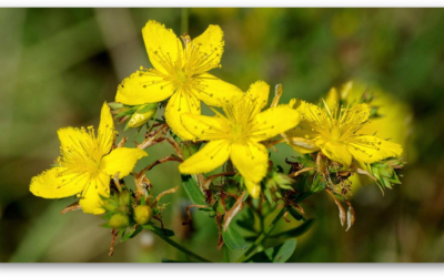 Hypericum perforatum L. –  Raccourcis à éviter pour la caractérisation de l’espèce