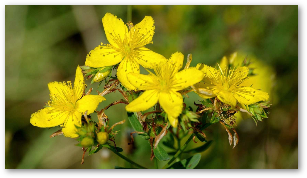 L´Hypericum est une plante qui compose notre herbarium. Des analyses phytochimiques ont permis d´identifier cette plante et nous l´utilisons comme standard botanique pour nos analyses d´identification.