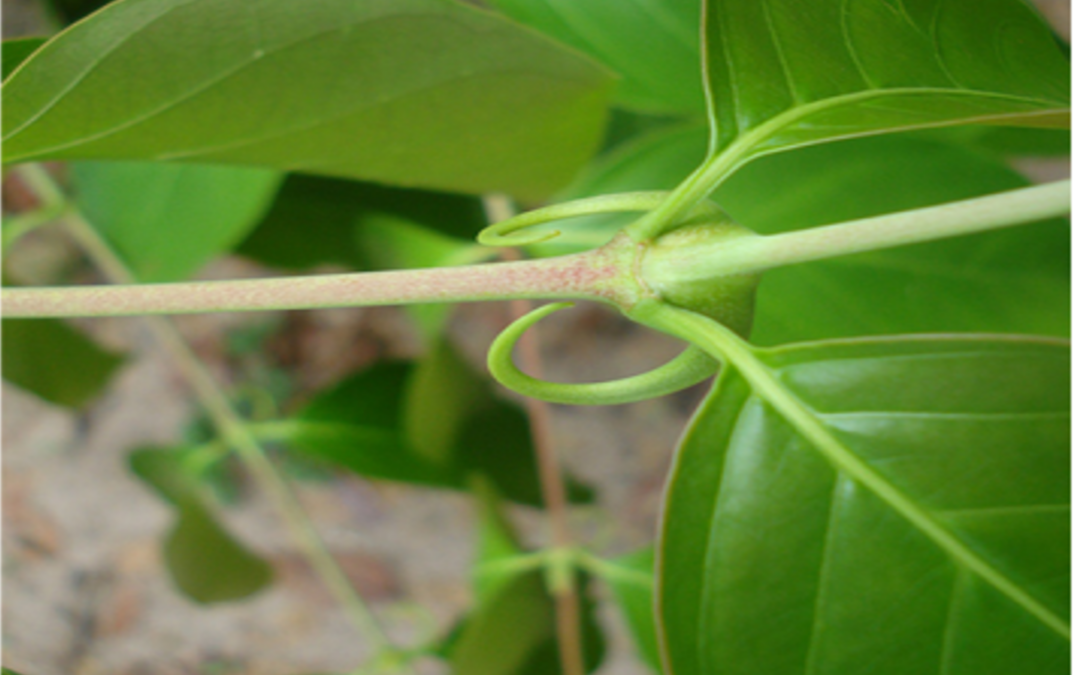 BotaniCERT possede dans son herbarium plus de 2500 parties de plantes dont l´écorce de uncaria qui peut etre identifiée par technique HPLC ou dosée en actifs.