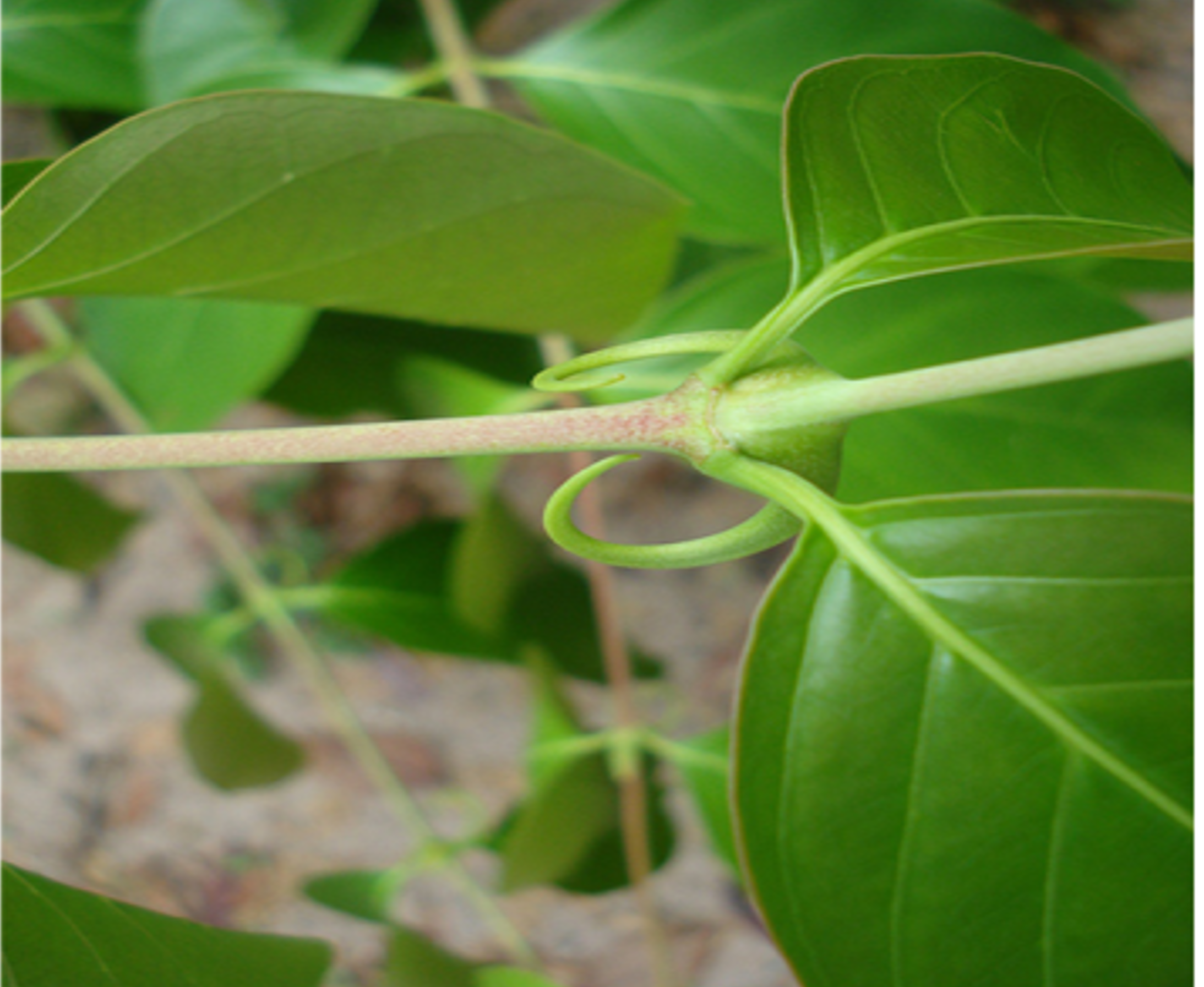 BotaniCERT possede dans son herbarium plus de 2500 parties de plantes dont l´écorce de uncaria qui peut etre identifiée par technique HPLC ou dosée en actifs.  