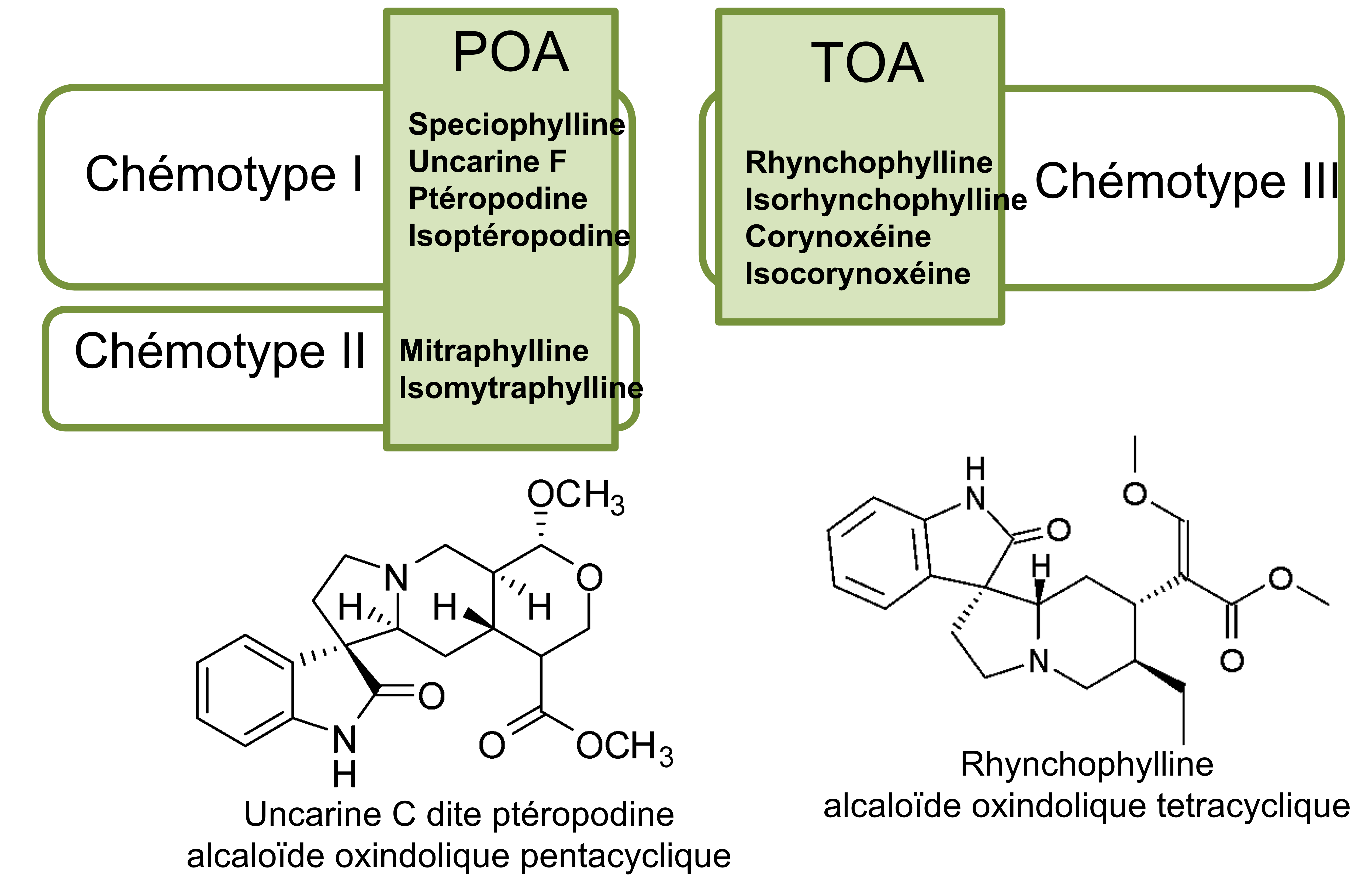 Structure chimique des differents alcaloïdes de l´uncaria. 