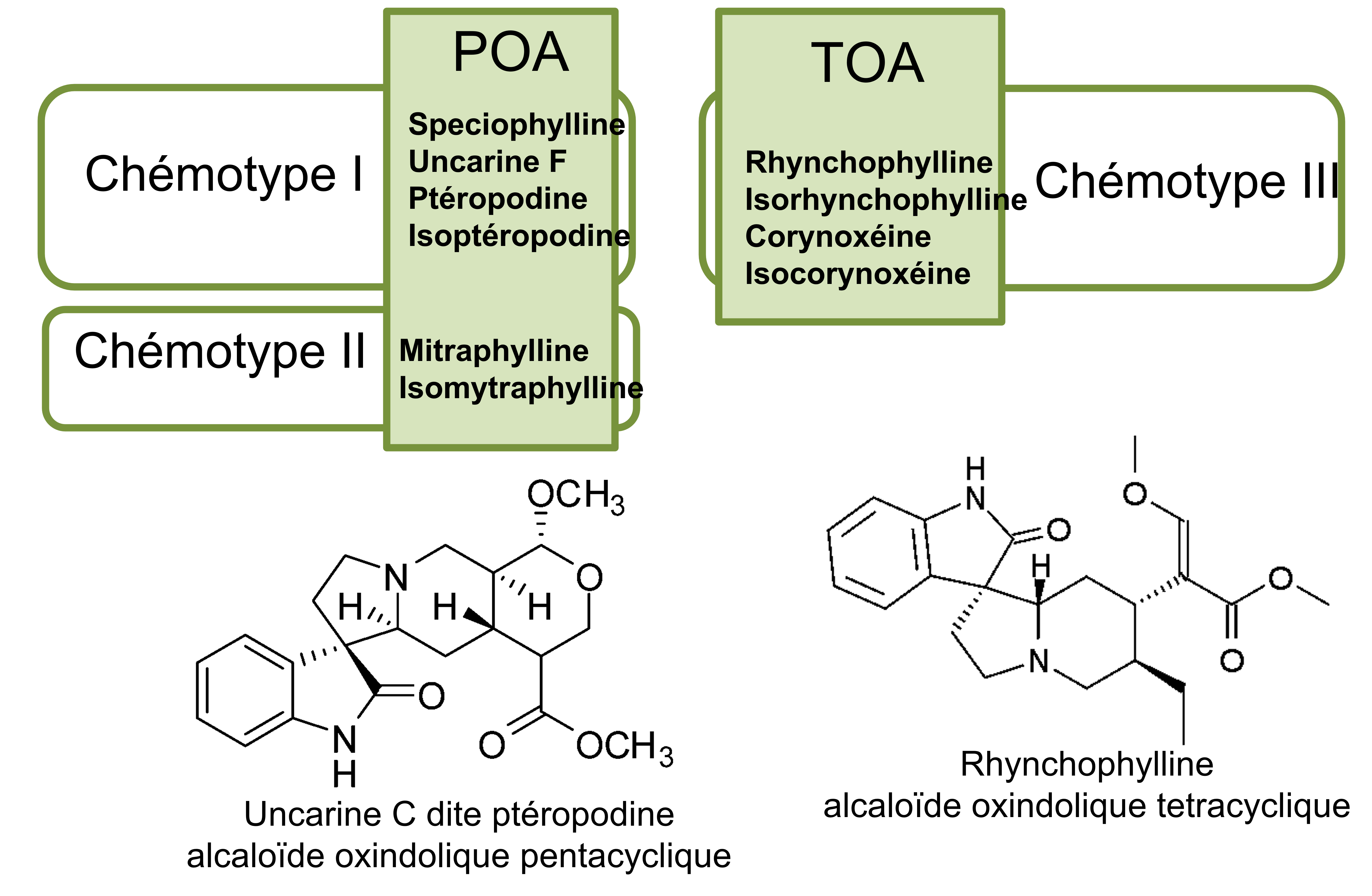 Imagen2 Structure chimique des differents alcaloïdes de l´uncaria.