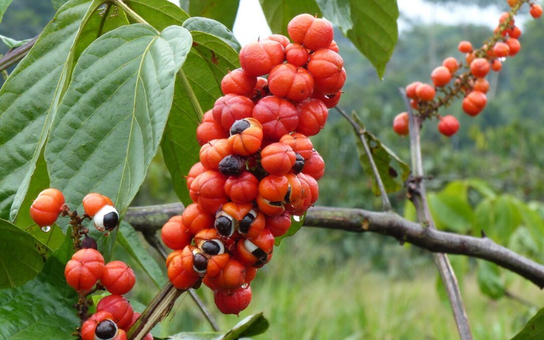Les graines de guarana se cultivent dans de nombreux pays d´Amerique Centrale. Ils sont riches en caffeine mais attention aux adulterations sur les extraits.