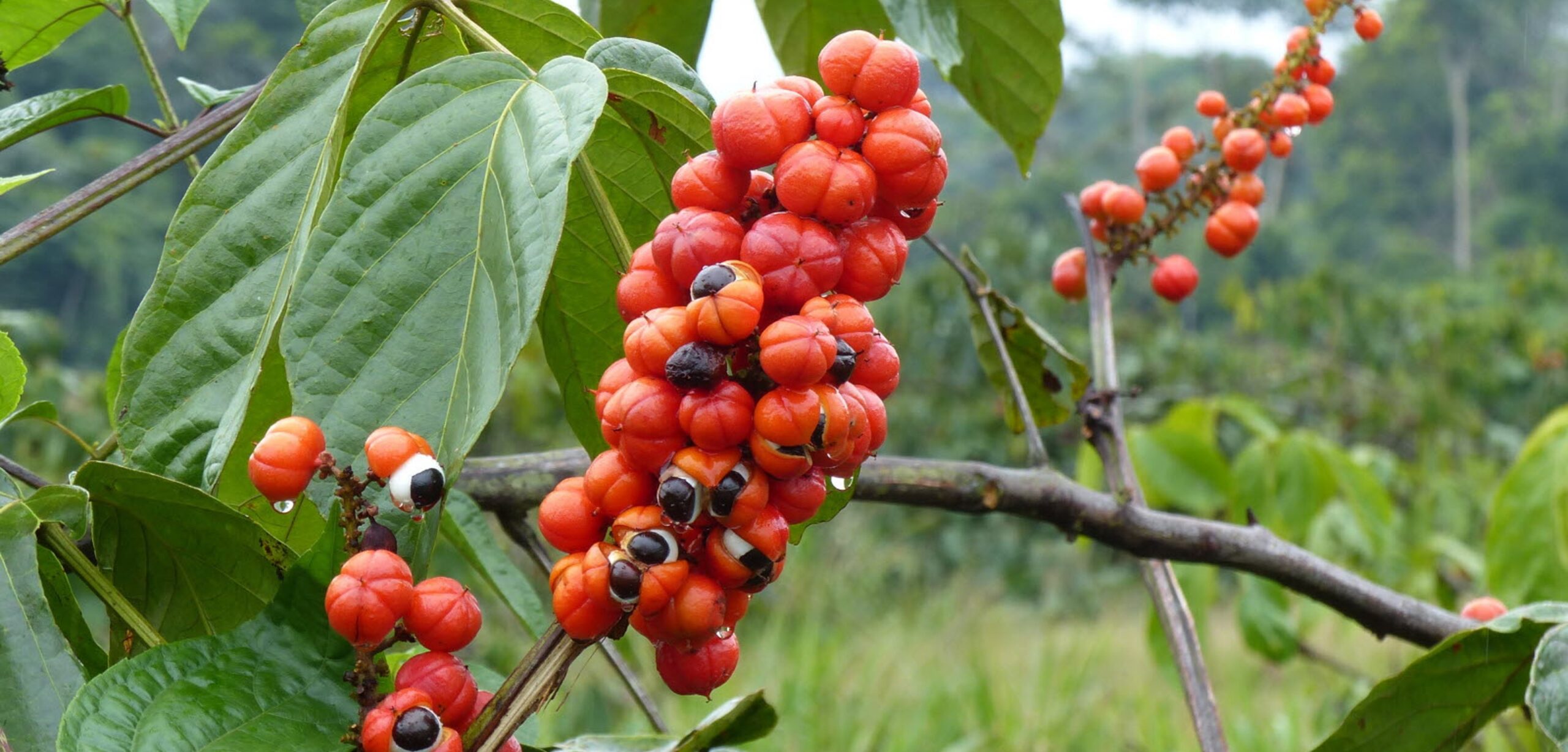 Les graines de guarana se cultivent dans de nombreux pays d´Amerique Centrale. Ils sont riches en caffeine mais attention aux adulterations sur les extraits. 