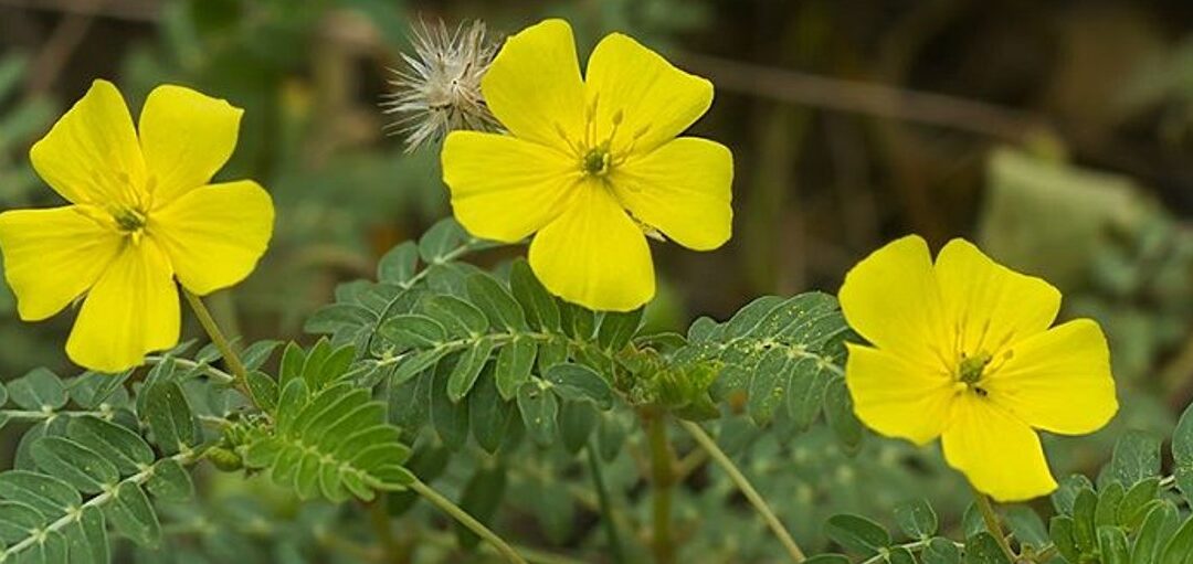 Tribulus terrestris L. – Détection de falsifications par d’autres espèces végétales