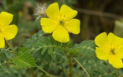 Tribulus terrestris L. – Détection de falsifications par d’autres espèces végétales