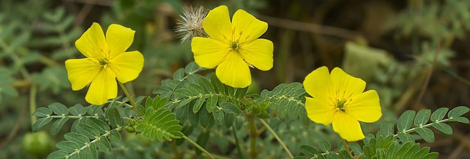 L´Hypericum est une plante qui compose notre herbarium. Des analyses phytochimiques ont permis d´identifier cette plante et nous l´utilisons comme standard botanique pour nos analyses d´identification. 