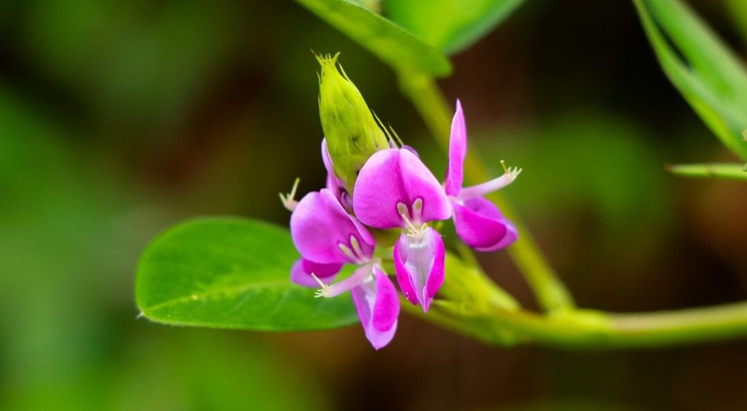 Desmodium adscendens (Swartz) DC. Detection of adulteration by other plant species
