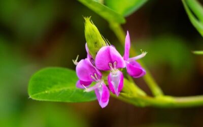 Desmodium adscendens (Swartz) DC. Détection de falsification par d’autres espèces végétales