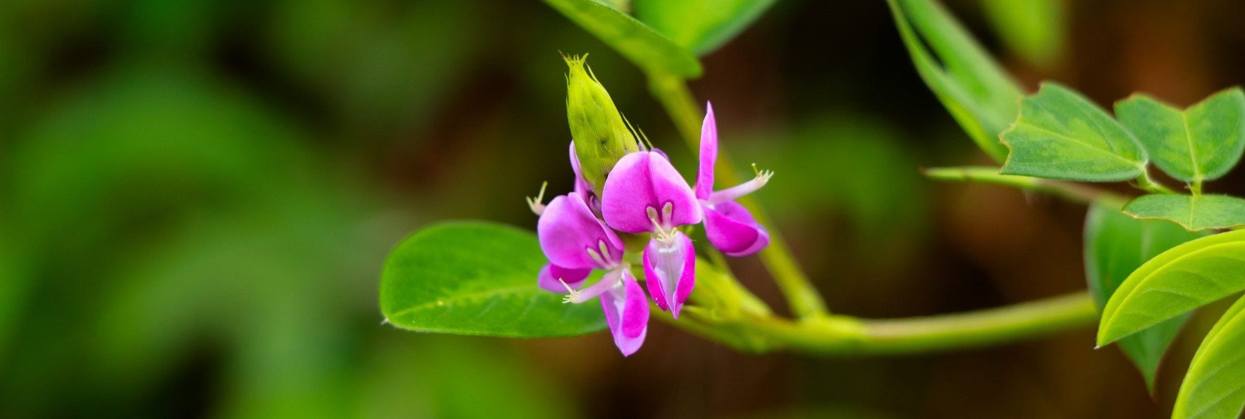 Le desmodium est un standard botanique que BotaniCERT posséde dans son echantilloteque.