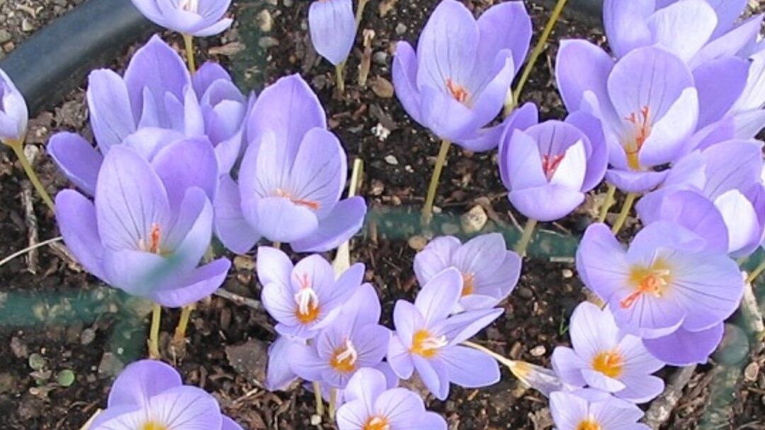 Crocus sativus L. Quid des extraits secs de Safran titrés à 2% en safranal