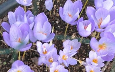 Crocus sativus L. Quid des extraits secs de Safran titrés à 2% en safranal