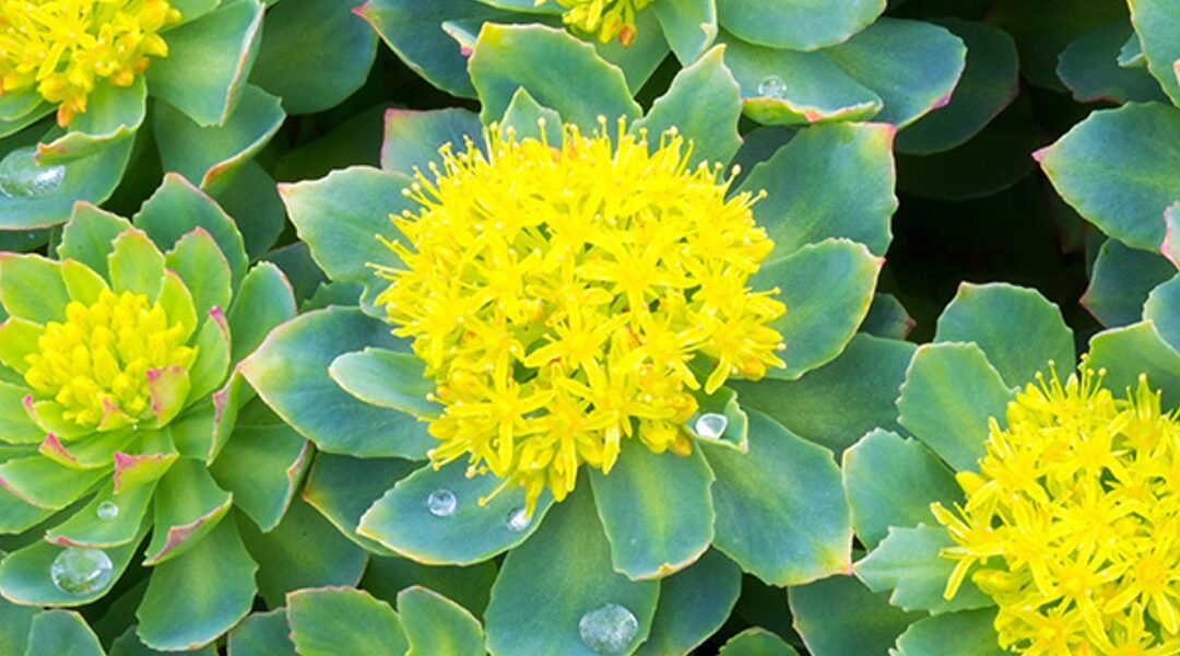 Sedum roseum (L.) Scop. – Détection de falsifications par d’autres espèces végétales