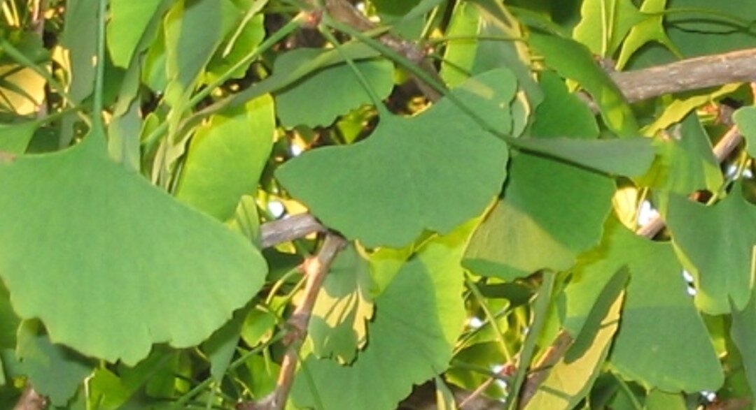 Ginkgo biloba L. Détection de falsifications par d’autres sources de flavonoïdes