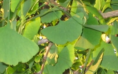 Ginkgo biloba L. Détection de falsifications par d’autres sources de flavonoïdes