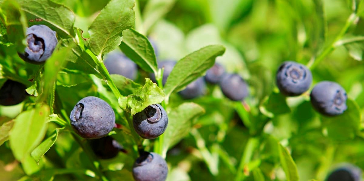 Baies de myrtille - attention aux fraudes sur les extraits titrés.